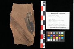 Foto (Objekt + Etikett) von Peridermium daphnes Ettingshausen (NHMW-GEO-2024-0188-0008)